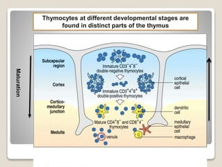 Thymocytes at different developmental stages are
found in distinct parts of the thymus
Maturation
 