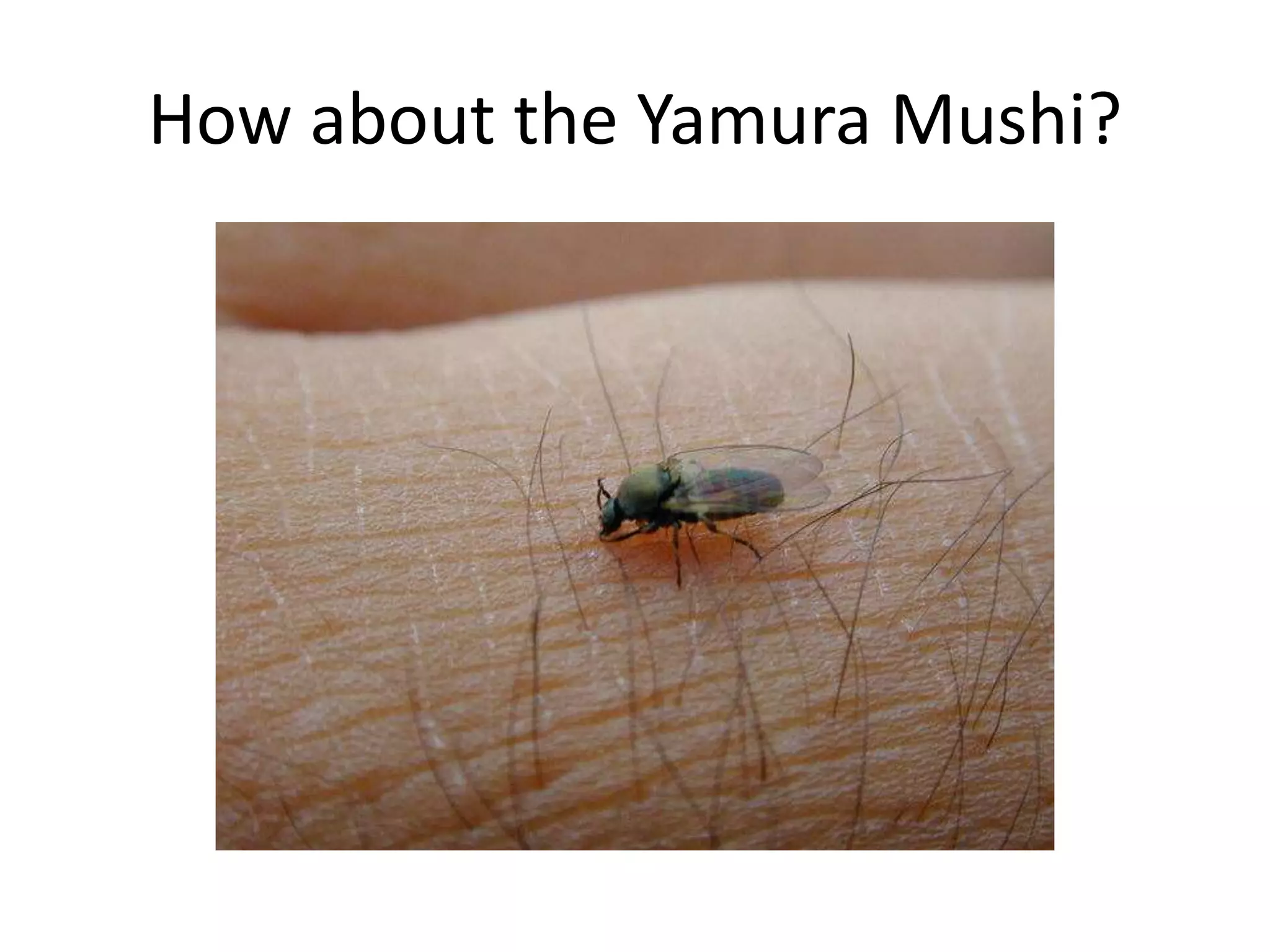 How about the Yamura Mushi?
 