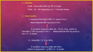  Cellulitis:
Adult: Amoxicillin 500 mg TID x 5 days
Child: 20 – 50 mg/kg/day in 2 – 3 divided doses.
 Osteomyelitis:
1.) Aqueous Penicillin 2 MU I.V. every 4 hrs +
Metronidazole 400 mg every 6 hrs.
If condition improves after 48 – 72 hrs, then switch to
Penicillin V 500 mg every 4 hrs + Metronidazole 400 mg every 6
hrs x 4 – 6 weeks.
2.) Ampicillin 1.5 -3 g x 6hrs.
If condition improves after 48-72hrs
switch to Augmentin 1 g BID x 4 – 6 weeks
 