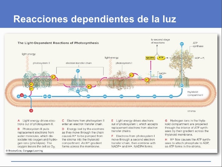 Presentación del capítulo 7