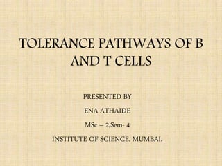 TOLERANCE PATHWAYS OF B
AND T CELLS
PRESENTED BY
ENA ATHAIDE
MSc – 2,Sem- 4
INSTITUTE OF SCIENCE, MUMBAI.
 