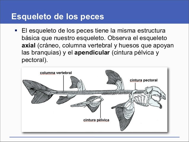Presentación del capítulo 36