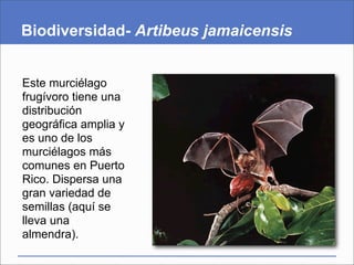 Biodiversidad- Artibeus jamaicensis


Este murciélago
frugívoro tiene una
distribución
geográfica amplia y
es uno de los
murciélagos más
comunes en Puerto
Rico. Dispersa una
gran variedad de
semillas (aquí se
lleva una
almendra).
 