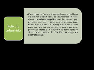 • Capa colonización de microorganismos, la cual bajo
determinadas condiciones se transformará en placa
dental. La película adquirida acelular formada por
proteínas salivales y otras macromoléculas, cuyo
espesor varía entre 2 y 10 µm y constituye la base
para una primera da constituye una importante
protección frente a la atrición y abrasión dental y
sirve como barrera de difusión, su carga es
electronegativa .
Película
adquirida
 