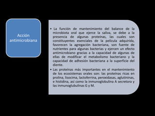 • La función de mantenimiento del balance de la
microbiota oral que ejerce la saliva, se debe a la
presencia de algunas proteínas, las cuales son
constituyentes esenciales de la película adquirida,
favorecen la agregación bacteriana, son fuente de
nutrientes para algunas bacterias y ejercen un efecto
antimicrobiano gracias a la capacidad de algunas de
ellas de modificar el metabolismo bacteriano y la
capacidad de adhesión bacteriana a la superficie del
diente.
• Las proteínas más importantes en el mantenimiento
de los ecosistemas orales son: las proteínas ricas en
prolina, lisocima, lactoferrina, peroxidasas, aglutininas,
e histidina, así como la inmunoglobulina A secretora y
las inmunoglubulinas G y M.
Acción
antimicrobiana
 