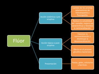 Flúor
Acción sistémica o pre-
eruptiva
Cambio de los prismas
adamantinos de
hidroxiapatita a
fluorapatita.
Reduce la solubilidad
del esmalte, mejora sus
caracteríticas y favorece
la remineralización.
Acción tópica o post-
eruptiva
Favorece la
remineralización y
disminuye la
desmineralización.
Efecto en el proceso
glicolítico bacteriano
Presentación
Pastas, geles, colutorios
y barnices.
 