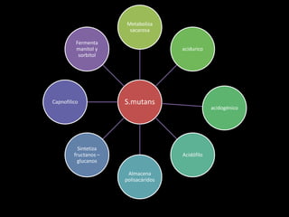 S.mutans
Metaboliza
sacarosa
acidurico
acidogénico
Acidófilo
Almacena
polisacáridos
Sintetiza
fructanos –
glucanos
Capnofilico
Fermenta
manitol y
sorbitol
 
