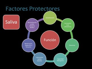 Función
Solubilización
Formación
bolo
alimenticio
Clearence
Capacidad
detergente
Lubricación
tejidos
blandos
Masticación,
Deglución y
fonación.
Neutralización
acidos
(Sistema
Buffer)
Saliva
Factores Protectores
 