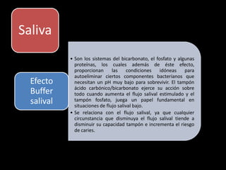 • Son los sistemas del bicarbonato, el fosfato y algunas
proteínas, los cuales además de éste efecto,
proporcionan las condiciones idóneas para
autoeliminar ciertos componentes bacterianos que
necesitan un pH muy bajo para sobrevivir. El tampón
ácido carbónico/bicarbonato ejerce su acción sobre
todo cuando aumenta el flujo salival estimulado y el
tampón fosfato, juega un papel fundamental en
situaciones de flujo salival bajo.
• Se relaciona con el flujo salival, ya que cualquier
circunstancia que disminuya el flujo salival tiende a
disminuir su capacidad tampón e incrementa el riesgo
de caries.
Efecto
Buffer
salival
Saliva
 