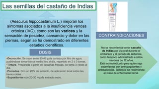 (Aesculus hippocastanum L.) mejoran los
síntomas asociados a la insuficiencia venosa
crónica (IVC), como son las varices y la
sensación de pesadez, cansancio y dolor en las
piernas, según se ha demostrado en diferentes
estudios científicos.
Las semillas del castaño de Indias
CONTRAINDICACIONES
No se recomienda tomar castaño
de Indias por vía oral durante el
embarazo y el periodo de lactancia,
como tampoco administrarlo a niños
menores de 12 años.
Está contraindicado para quien siga
tratamientos con anticoagulantes y
antidiabéticos. Tampoco se recomienda
en caso de enfermedad renal.
DOSIS
•Decocción. Se usan entre 30-40 g de corteza por litro de agua,
pudiéndose tomar hasta medio litro al día, repartido en 2 ó 3 tomas.
•Tintura. Preparada a partir de castañas frescas, se toma 3 veces al
día.
•Pomadas. Con un 20% de extracto, de aplicación local sobre las
hemorroides.
•Supositorios con 20-30 mg de extracto seco.
 
