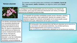 Nerium oleander
Es también conocida (entre otros nombres) como baladre, laurel de
flor, rosa laurel, adelfa, trinitaria y en algunos casos como laurel
romano.
su amargura lo hace desagradable para los humanos y la mayoría de
los animales, por lo que los casos de intoxicación son raros y el riesgo
general de mortalidad humana es bajo.
La ingestión de grandes cantidades puede causar náuseas, vómitos,
exceso de salivación, dolor abdominal, diarrea con sangre y ritmo
cardíaco irregular. El contacto prolongado con la savia puede causar
irritación de la piel, inflamación de los ojos y dermatitis.
El compuesto más característico del Nerium oleander es la oleandrina,
un glucósido con estructura esteroide, muy similar química y
farmacológicamente a la Ouabaína y Digoxina,
dos cardiotónicos ampliamente utilizados en la insuficiencia cardiaca.
Las células cancerosas tienen
una necesidad absoluta del
buen funcionamiento de la
bomba del sistema enzima
Na+ K+ para su reproducción,
este sistema es el blanco de
nuevos medicamentos contra
el cáncer, tal como la
oleandrina del 'Nerium
oleander', y se han realizando
pruebas en húmanos con
resultados comprometedores.
 