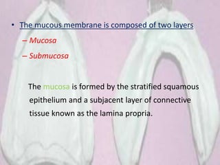 • The mucous membrane is composed of two layers
– Mucosa
– Submucosa
The mucosa is formed by the stratified squamous
epithelium and a subjacent layer of connective
tissue known as the lamina propria.
 