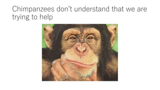 Chimpanzees don’t understand that we are
trying to help
 
