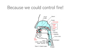 Because we could control fire!
 