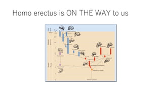 Homo erectus is ON THE WAY to us
 