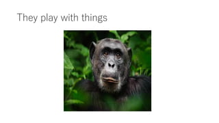 They play with things
 