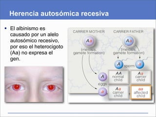 Herencia autosómica recesiva

 El albinismo es
  causado por un alelo
  autosómico recesivo,
  por eso el heterocigoto
  (Aa) no expresa el
  gen.
 