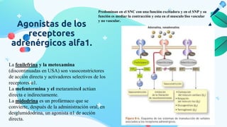 Agonistas de los
receptores
adrenérgicos alfa1.
Predominan en el SNC con una función excitadora y en el SNP y su
función es mediar la contracción y esta en el musculo liso vascular
y no vascular.
La fenilefrina y la metoxamina
(discontinuadas en USA) son vasoconstrictores
de acción directa y activadores selectivos de los
receptores α1.
La mefentermina y el metaraminol actúan
directa e indirectamente.
La midodrina es un profármaco que se
convierte, después de la administración oral, en
desglumidodrina, un agonista α1 de acción
directa.
 