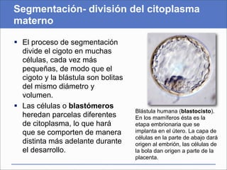 Segmentación- división del citoplasma
materno

 El proceso de segmentación
  divide el cigoto en muchas
  células, cada vez más
  pequeñas, de modo que el
  cigoto y la blástula son bolitas
  del mismo diámetro y
  volumen.
 Las células o blastómeros
                                     Blástula humana (blastocisto).
  heredan parcelas diferentes        En los mamíferos ésta es la
  de citoplasma, lo que hará         etapa embrionaria que se
  que se comporten de manera         implanta en el útero. La capa de
                                     células en la parte de abajo dará
  distinta más adelante durante      origen al embrión, las células de
  el desarrollo.                     la bola dan origen a parte de la
                                     placenta.
 