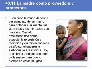 43.11 La madre como proveedora y
protectora

 El embrión humano depende
  por completo de su madre
  para obtener el alimento, las
  vitaminas y los minerales que
  necesita. Cuando
  evolucionamos como
  especie, la exposición a
  radiación y químicos capaces
  de afectar el desarrollo
  embrionario era mínima. Hoy
  el embrión también depende
  de la madre para que lo
  proteja de estos peligros.
 