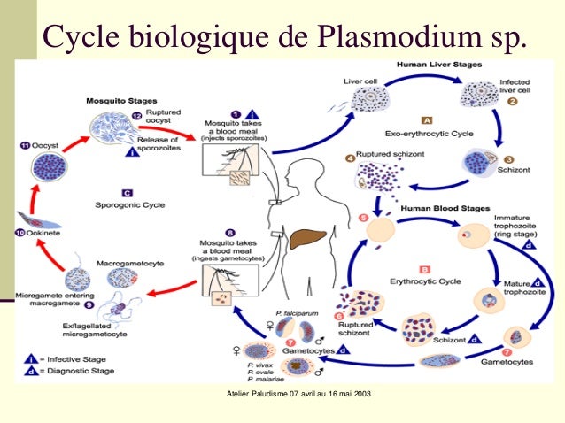 Paludisme Cycle Physiopathologie Du Paludisme Cycle De Vie Du Paludisme Cycle Physiopathologie Du Paludisme Cycle De Vie Du