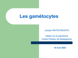 Les gamétocytes

          Jocelyn RATOVONJATO

            Atelier sur le paludisme
        Institut Pasteur de Madagascar



                    18 Avril 2003
 