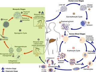 MODE DE TRANSMISSION DU PALUDISME
 