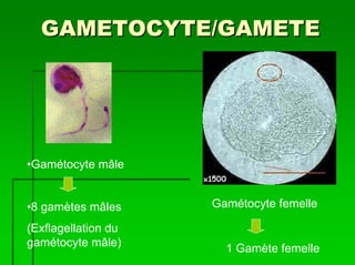 GAMETOCYTE/GAMETE




•Gamétocyte mâle


•8 gamètes mâles     Gamétocyte femelle

(Exflagellation du
gamétocyte mâle)
                       1 Gamète femelle
 
