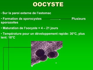 OOCYSTE
• Sur   la paroi externe de l’estomac
• Formation de sporocystes                   Plusieurs
sporozoites
• Maturation de l’oocyste = 4 – 21 jours
• Température pour un développement rapide: 30°C, plus
lent: 18°C
 