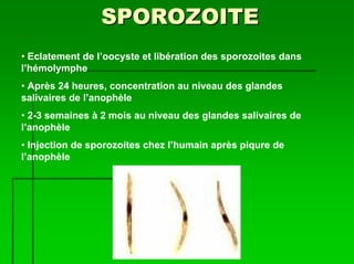SPOROZOITE
• Eclatement de l’oocyste et libération des sporozoites dans
l’hémolymphe
• Après 24 heures, concentration au niveau des glandes
salivaires de l’anophèle
• 2-3 semaines à 2 mois au niveau des glandes salivaires de
l’anophèle
• Injection de sporozoites chez l’humain après piqure de
l’anophèle
 