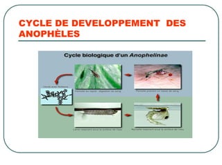 CYCLE DE DEVELOPPEMENT DES
ANOPHÈLES
 