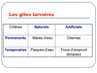 Les gîtes larvaires

  Critères      Naturels        Artificiels

Permanents     Mares d’eau       Citernes


Temporaires   Flaques d’eau   Trous d’emprunt
                                 (briques)
 