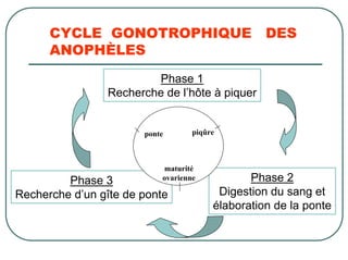 CYCLE GONOTROPHIQUE DES
      ANOPHÈLES
                         Phase 1
                Recherche de l’hôte à piquer


                       ponte       piqûre



                           maturité
         Phase 3           ovarienne           Phase 2
Recherche d’un gîte de ponte             Digestion du sang et
                                        élaboration de la ponte
 