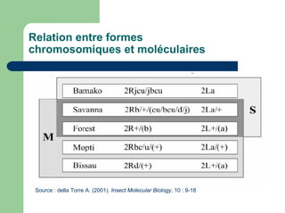 Relation entre formes
chromosomiques et moléculaires




 Source : della Torre A. (2001). Insect Molecular Biology, 10 : 9-18
 