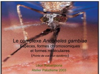 Le complexe Anopheles gambiae
  Espèces, formes chromosomiques
       et formes moléculaires
       (Points de vue d’un épidémio)

          Léon Rabarijaona
        Atelier Paludisme 2003
 