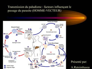 Transmission du paludisme : facteurs influençant le
passage du parasite (HOMME-VECTEUR)




                                                  Présenté par:
                                                  A.Ratsimbasoa
 