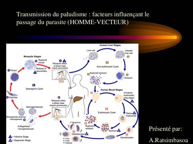 Les semences pour la purgation des parasites