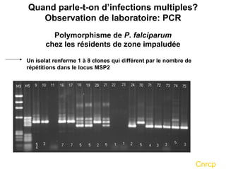 Quand parle-t-on d’infections multiples?
   Observation de laboratoire: PCR
         Polymorphisme de P. falciparum
       chez les résidents de zone impaludée

Un isolat renferme 1 à 8 clones qui différent par le nombre de
répétitions dans le locus MSP2




                                                                 Cnrcp
 