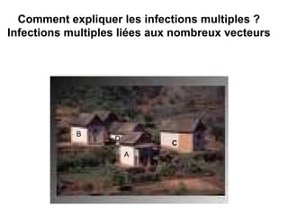 Comment expliquer les infections multiples ?
Infections multiples liées aux nombreux vecteurs




            B
                   D
                              C
                       A
 