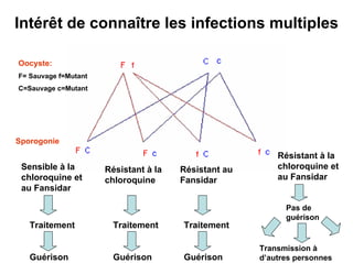 Intérêt de connaître les infections multiples

Oocyste:
F= Sauvage f=Mutant
C=Sauvage c=Mutant




Sporogonie
                                                          Résistant à la
 Sensible à la        Résistant à la   Résistant au       chloroquine et
 chloroquine et       chloroquine      Fansidar           au Fansidar
 au Fansidar

                                                            Pas de
                                                            guérison
   Traitement           Traitement     Traitement

                                                      Transmission à
   Guérison             Guérison       Guérison       d’autres personnes
 