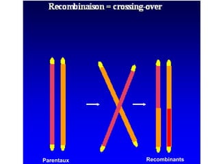 Parentaux   Recombinants
 