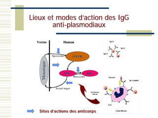 Lieux et modes d’action des IgG
        anti-plasmodiaux



                      LIVER
    Moustique




                RBC           RBC




   Sites d’actions des anticorps
 