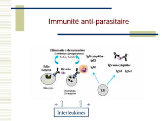Immunité anti-parasitaire



 (Inhibition /phagocytose)




                             IgG2




  +              +
   Interleukines
 