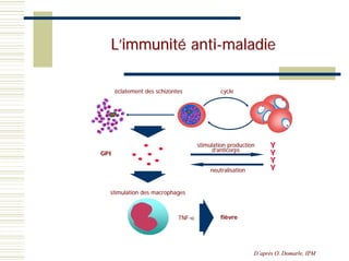 L’immunité anti-maladie

      éclatement des schizontes               cycle




                                     stimulation production      Y
                                           d’anticorps
GPI                                                              Y
                                                                 Y
                                          neutralisation         Y


  stimulation des macrophages



                             TNF-α
                             TNF-             fièvre
                                              fiè




                                                           D’après O. Domarle, IPM
                                                             aprè     Domarle,
 