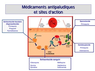 Médicaments antipaludiques
                                et sites d’action

Schizontocide tissulaire                                                        Sporontocide
   (Hypnozoïtocide)                                                              Primaquine
      Primaquine
       Proguanil
     Pyriméthamine




                                                                              Gamétocytocide
                                                                                Primaquine
                                                                               Artémesinine




                                             Schizontocide sanguin
                               Chloroquine                     Mefloquine
                               Quinine                         Halofantrine
                               Quinidine                       Sulfonamide
 