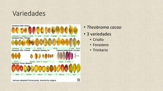 Variedades
• Theobroma cacao
• 3 variedades
• Criollo
• Forastero
• Trinitario
 