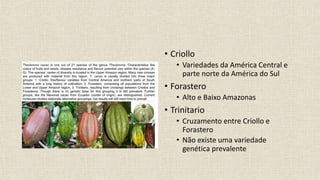 • Criollo
• Variedades da América Central e
parte norte da América do Sul
• Forastero
• Alto e Baixo Amazonas
• Trinitario
• Cruzamento entre Criollo e
Forastero
• Não existe uma variedade
genética prevalente
 