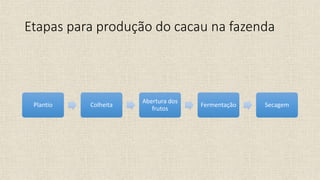 Etapas para produção do cacau na fazenda
Plantio Colheita
Abertura dos
frutos
Fermentação Secagem
 