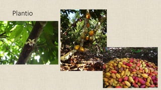 Plantio
 
