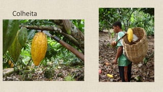 Colheita
 